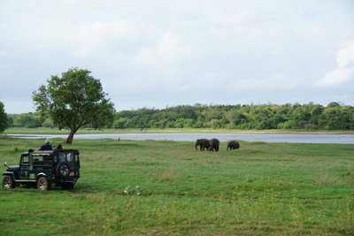 Ein Ausflug in den Minneriya National Park