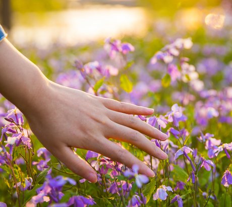 Eine Hand streift lilane Blümchen in einem Feld