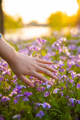 Eine Hand streift lilane Blümchen in einem Feld