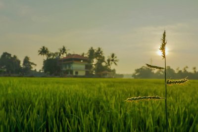 Umgeben von Natur bietet das Athreya Ihnen während Ihrer Ayurvedakur Ruhe pur