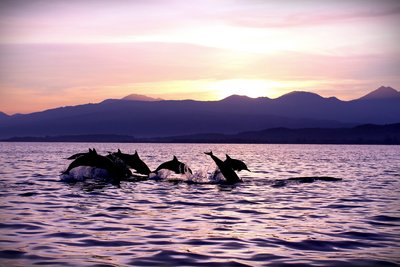 Mit etwas Glück entdecken Sie in der Abendsonne ein paar Delfine
