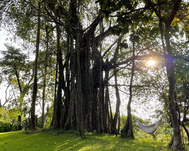 Unter dem Schatten eines 300 Jahre alten Banyaan Baums