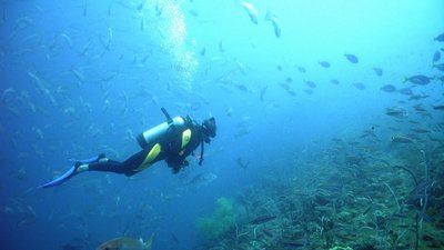 Taucher im Meer mit Fischen