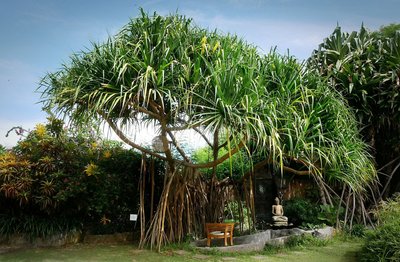 Der wundervoll angelegte Garten lädt zum Erholen ein