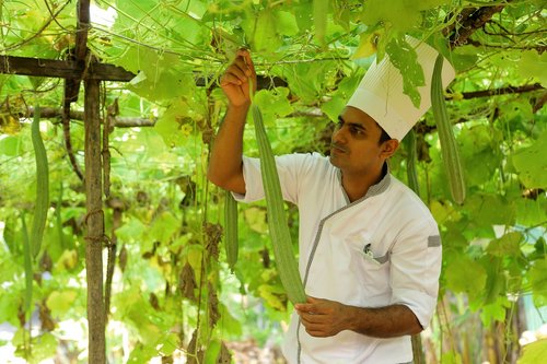Die Lotus Villa verfügt über einen eigenen Gemüsegarten 