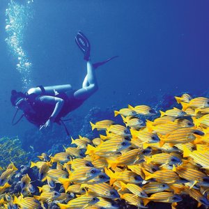 Entdecken Sie die Unterwasserwelt der Malediven