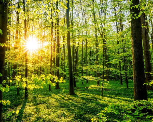 Ein grüner Wald wo die Sonne durschscheint