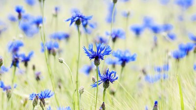 Eine Getreidefeld mit Kornblumen