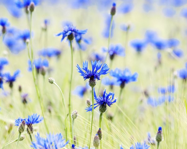 Eine Getreidefeld mit Kornblumen