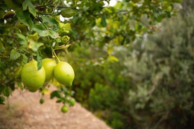 Zitrusbäume im Casita Ayurveda
