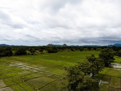 Das Ayurvie Sigiriya Umgeben von dem satten grün der Reisfelder 