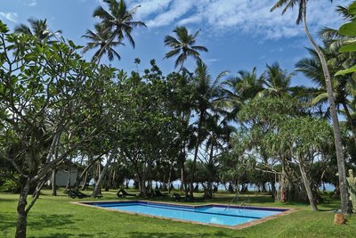 Entspannen Sie im Pool umgeben von Palmen
