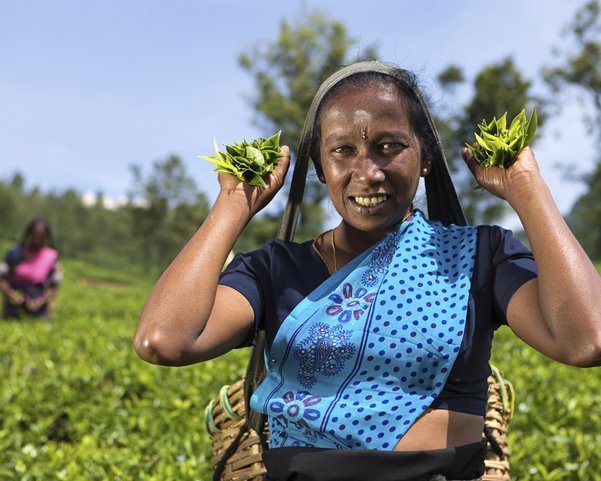 Eine Frau steht vor einer Teeblätterplantage und hält zwei volle Hände Teeblätter hoch