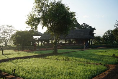 Die Yoga-Halle inmitten von Reisfeldern - Entspannung pur!