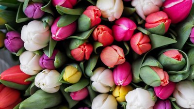Ein Bouquet aus verschiedenfarbigen Tulpen