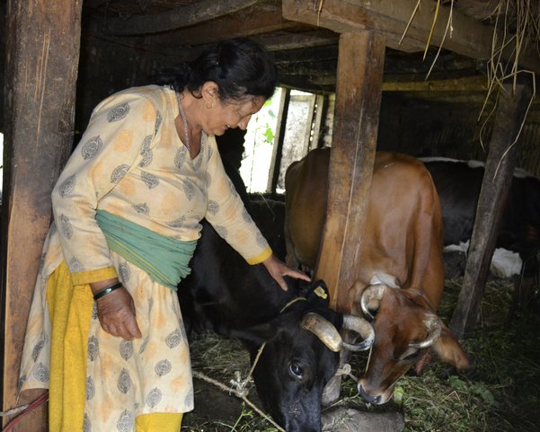 Eine Frau steichelt eine von zwei Kühen in ihrem Stall