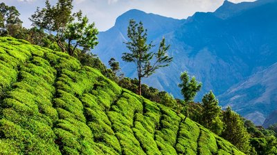 Das Grün der Teeplantagen in Indien leuchtet in der Sonne des Subkontinents