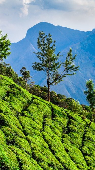 Das Grün der Teeplantagen in Indien leuchtet in der Sonne des Subkontinents