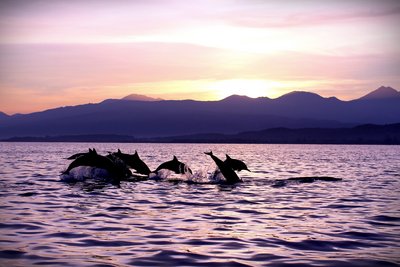 Mit etwas Glück entdecken Sie in der Abendsonne ein paar Delfine