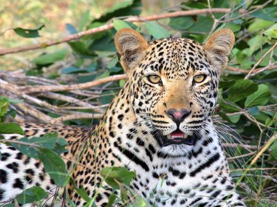 Im Yala Nationalpark auf Sri Lanka können Sie Leoparden aus der Nähe beobachten