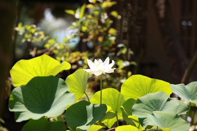 Die Lotus VIlla hat neben einem Pool auch einen gepflegten Garten