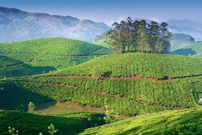 Indien ist dank seines Klimas, das den Tee ganzjährig wachsen lässt, Teeanbaugebiet Nummer 1 weltweit