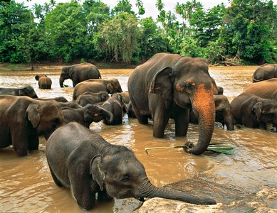 Chitwan nationalpark Nepal Elefanten