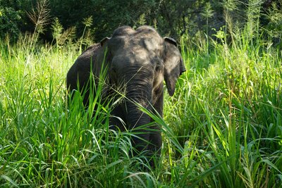 Die eindrucksvolle Tierwelt Sri Lankas auf Ausflügen entdecken