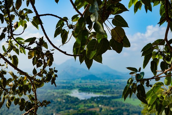 Blätter und Blick auf eine Landschaft mit Bergen und See