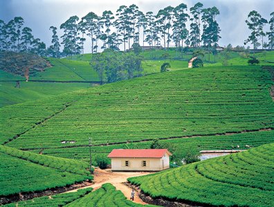 Titel: Baustein Sri Lanka Verlängerungsreisen