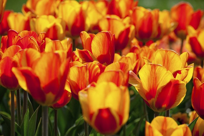 Gelb-rote Tulpen auf einer Wiese