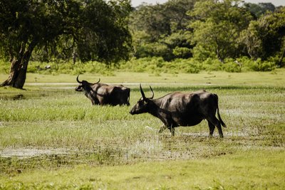 Erleben Sie srilankesische Wasserbüffel ganz aus der Nähe