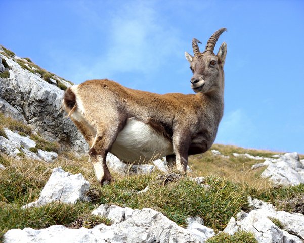 Eine Bergziege steht im Gebirge der Alpen