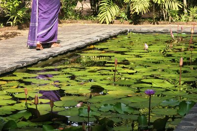 Ayurveda Sri Lanka Barberyn Reef Lottusteich Sari