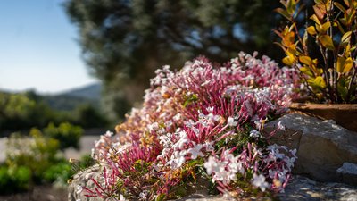 Zarte rosane Blüten auf Steinen in einem Garten