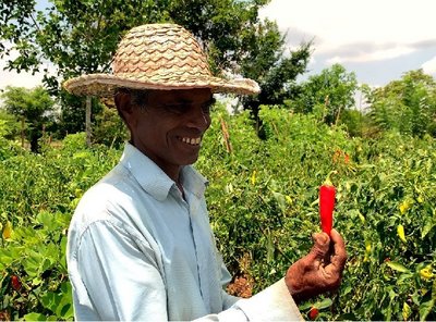 Frische Paprika aus dem eigenen Garten des Ayurvie Sigiriya Retreats