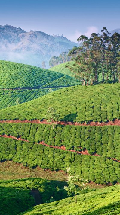 Indien ist dank seines Klimas, das den Tee ganzjährig wachsen lässt, Teeanbaugebiet Nummer 1 weltweit