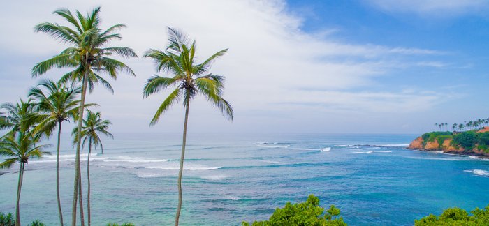 Hohe Palmen vor einer Bucht auf Sri Lanka