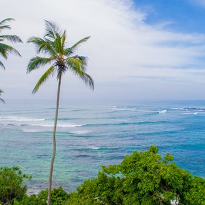 Hohe Palmen vor einer Bucht auf Sri Lanka