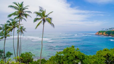 Hohe Palmen vor einer Bucht auf Sri Lanka