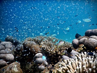 Tauchen Sie zu den artenreichen, beeindruckenden Riffen