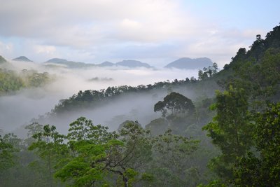 Blick über den Regenwald Sri Lankas