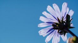 Eine lilane Gänseblume von unten fotografiert