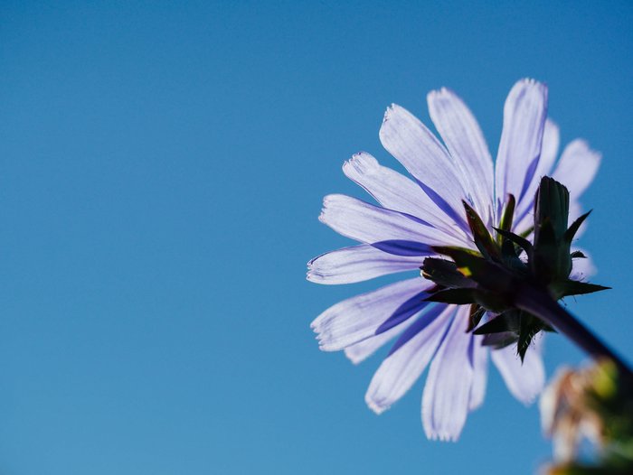 Eine lilane Gänseblume von unten fotografiert