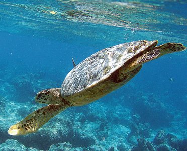 Tauchen Sie ab und bestaunen Sie die lebendige Unterwasserwelt
