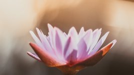 Eine rosane Lotusblüte