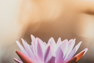 Eine rosane Lotusblüte