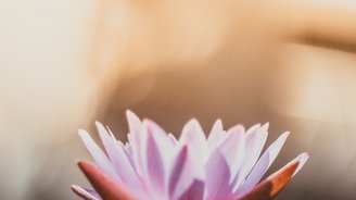 Eine rosane Lotusblüte